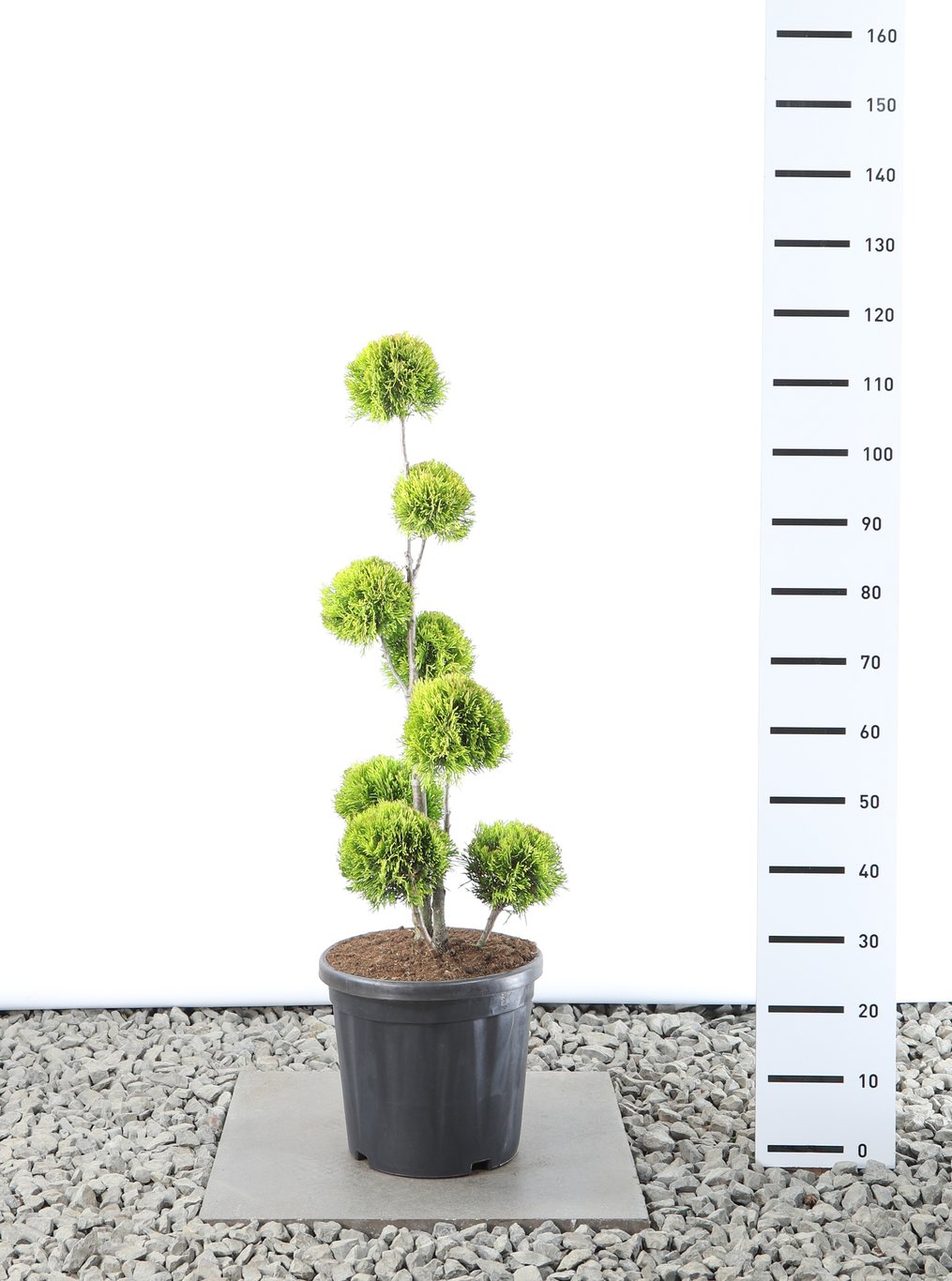 Thuja occ. 'Golden Smaragd' - 80-100 CM PonPon Cont.